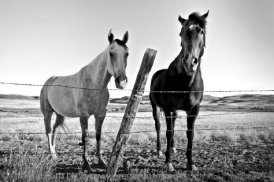 Leslie Gulch Horses